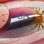 Jak bezpiecznie wyciąć wrastający paznokieć w domu? Poradnik krok po kroku