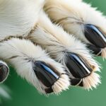 Przydomowa elektrownia wiatrowa – zasady i koszty