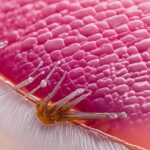 Jak zrobić zdjęcie paznokci?